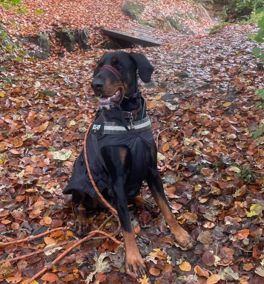 Lola, Dog of the Month at Hosker Hounds Adventures